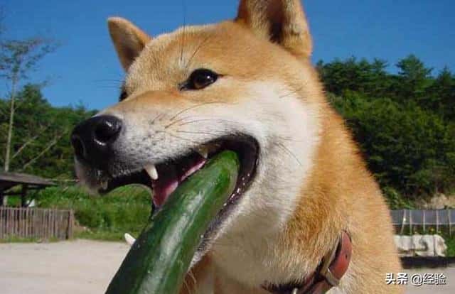 柴犬寿命能活多久-（柴犬能活多少年）