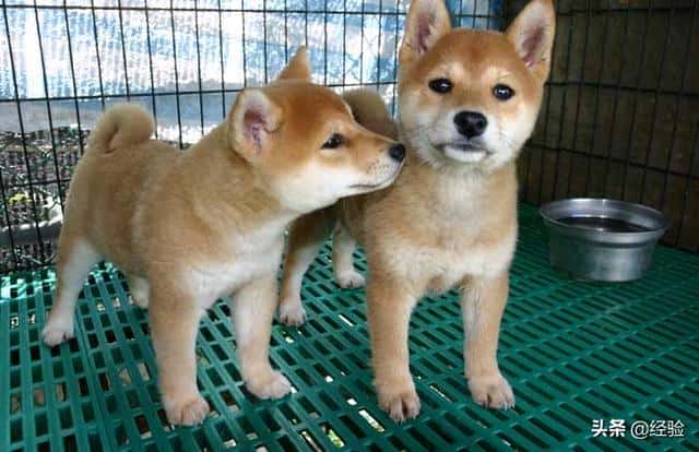 柴犬寿命能活多久-（柴犬能活多少年）