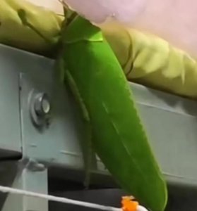 ​大学生在寝室发现巨拟叶螽（不用担心，这个虫叫巨拟叶螽，胆子很小，一般吃完