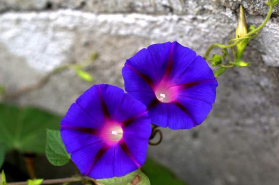 1到24点分别开放的花有哪些(有24小时开放的花吗)