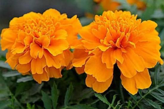 1到24点分别开放的花有哪些(有24小时开放的花吗)