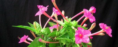 ​1到24点分别开放的花有哪些(有24小时开放的花吗)