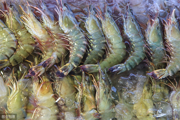 活虾几个小时之内不死(早晨买的活虾晚上吃回来怎么存放)