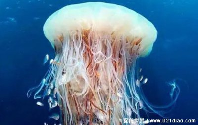 ​海蜇是水母吗？ 海蜇有什么作用？