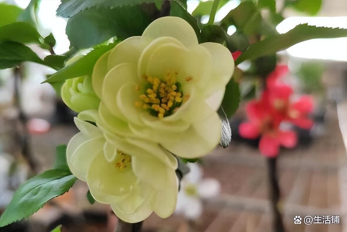 海棠花好养吗(海棠花的花语和寓意)