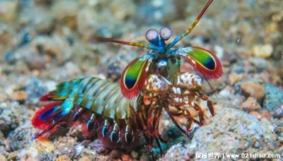 ​雀尾螳螂虾长什么样图？ 它的一拳有多厉害