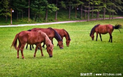 ​说人牛马是什么意思 在古代本是好词