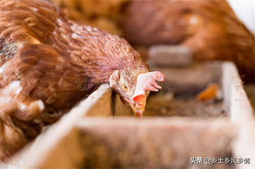 鸡为什么吃自己下的蛋(鸡生完蛋老吃掉怎么办)