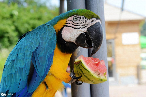 鹦鹉能吃西瓜吗(鹦鹉吃虫子吗)