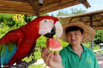 ​鹦鹉能吃西瓜吗(鹦鹉吃虫子吗)