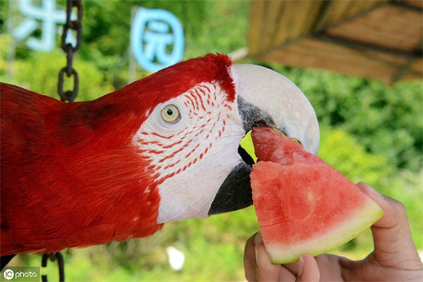 鹦鹉能吃西瓜吗(鹦鹉吃虫子吗)