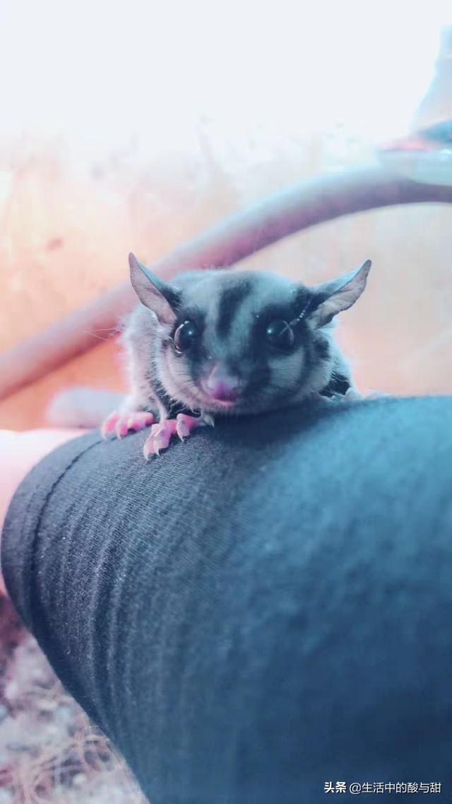 蜜袋鼯智商高吗(蜜袋鼯智商相当于几岁)