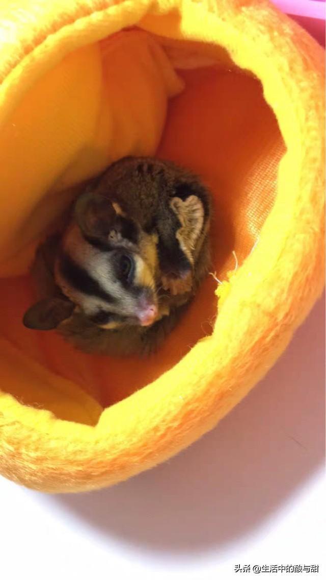 蜜袋鼯智商高吗(蜜袋鼯智商相当于几岁)