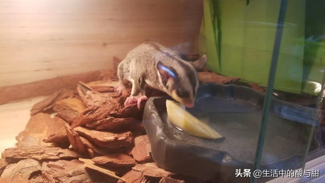 蜜袋鼯智商高吗(蜜袋鼯智商相当于几岁)