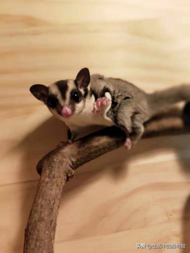 蜜袋鼯智商高吗(蜜袋鼯智商相当于几岁)