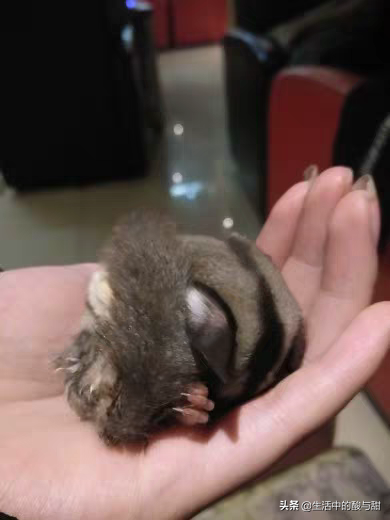 蜜袋鼯智商高吗(蜜袋鼯智商相当于几岁)