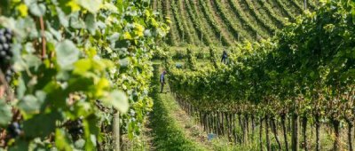 ​广东布兰卡红葡萄酒(广东澳卡红葡萄酒价格)