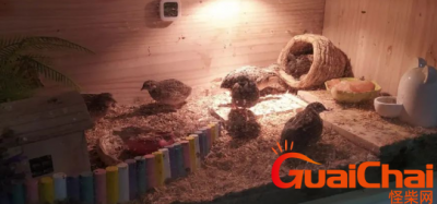 ​2023年芦丁鸡多少钱一只？怎么养（世界上最小的鸡）？