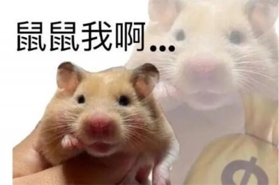​鼠鼠我呀是什么时候的梗