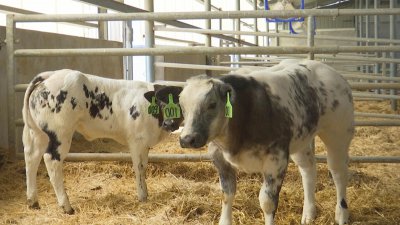 ​比利时蓝牛在新疆本土繁育成功