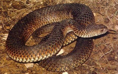 世界名蛇大全，让你一次爽个够！