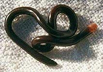 世界名蛇大全，让你一次爽个够！