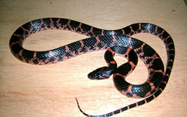 世界名蛇大全，让你一次爽个够！