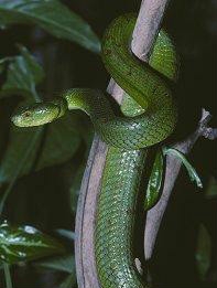 世界名蛇大全，让你一次爽个够！