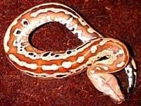 世界名蛇大全，让你一次爽个够！