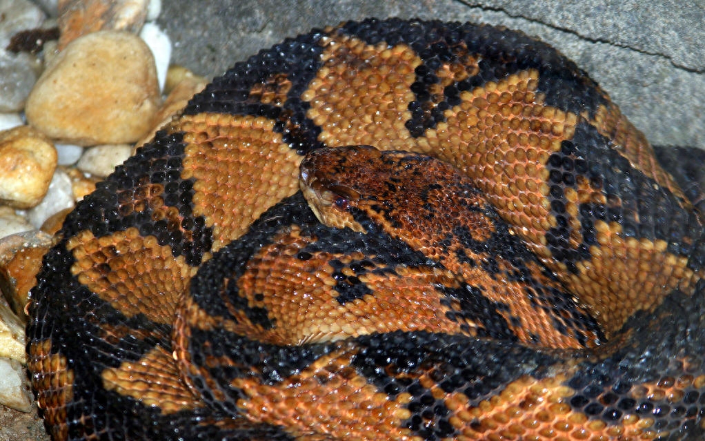 世界名蛇大全，让你一次爽个够！