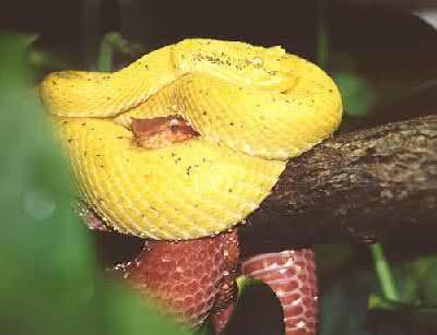 世界名蛇大全，让你一次爽个够！