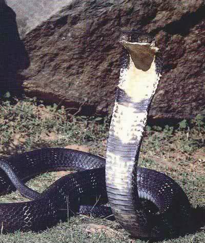 世界名蛇大全，让你一次爽个够！