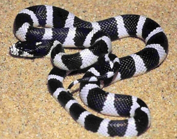 世界名蛇大全，让你一次爽个够！