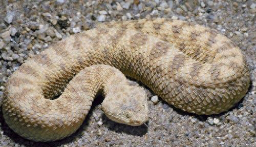 世界名蛇大全，让你一次爽个够！