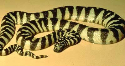 世界名蛇大全，让你一次爽个够！