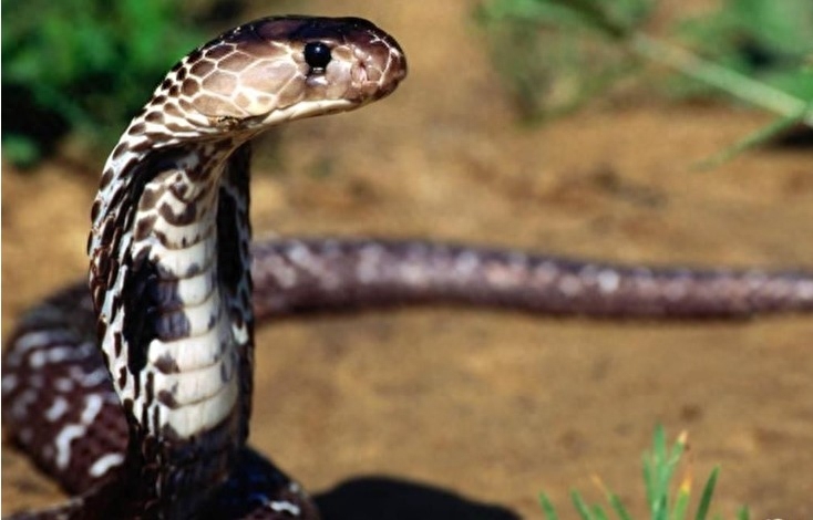 世界名蛇大全，让你一次爽个够！