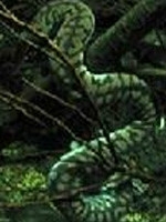 世界名蛇大全，让你一次爽个够！