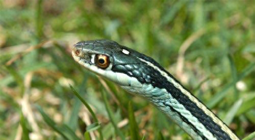 世界名蛇大全，让你一次爽个够！