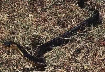 世界名蛇大全，让你一次爽个够！