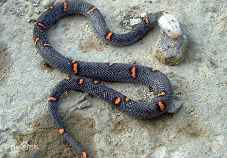 世界名蛇大全，让你一次爽个够！