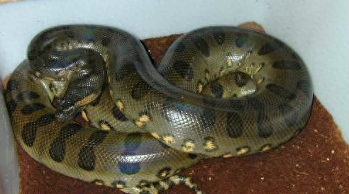 世界名蛇大全，让你一次爽个够！