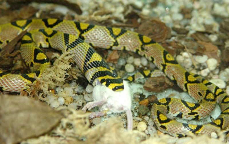 世界名蛇大全，让你一次爽个够！