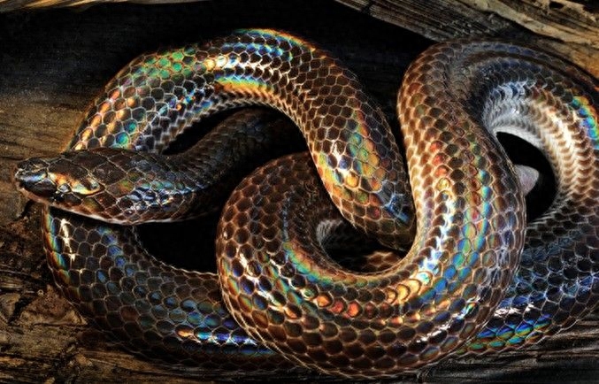 世界名蛇大全，让你一次爽个够！