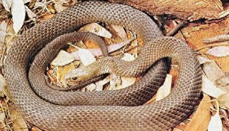 世界名蛇大全，让你一次爽个够！