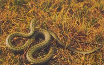 世界名蛇大全，让你一次爽个够！