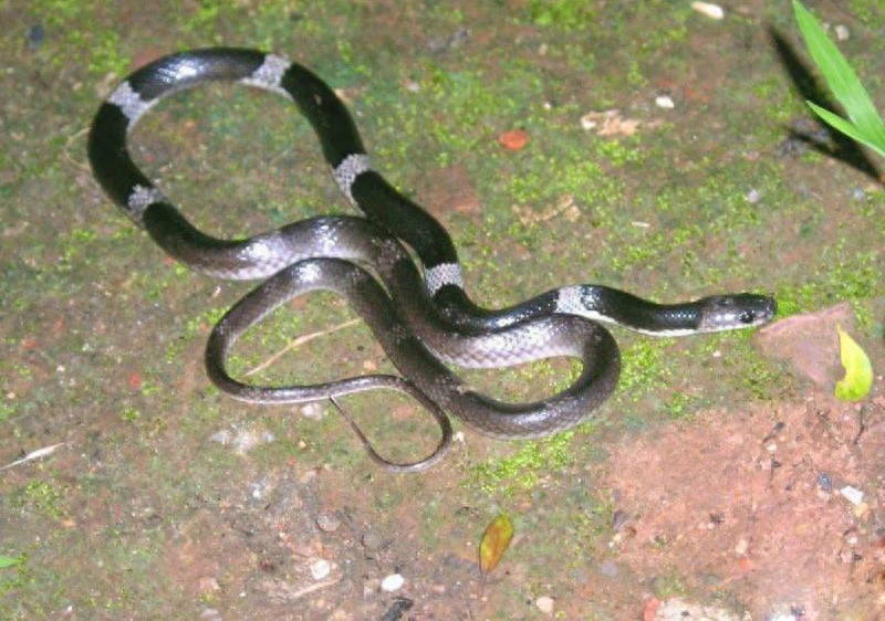 世界名蛇大全，让你一次爽个够！