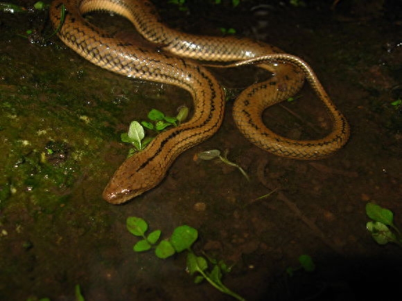 世界名蛇大全，让你一次爽个够！