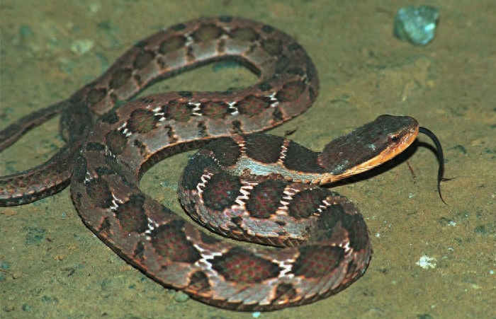 世界名蛇大全，让你一次爽个够！