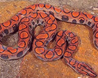 世界名蛇大全，让你一次爽个够！