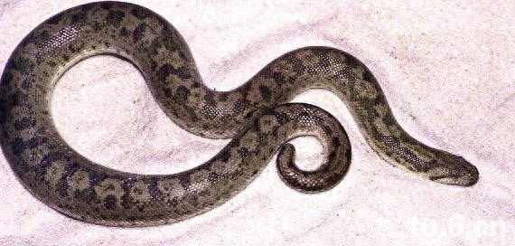 世界名蛇大全，让你一次爽个够！